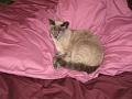 2008-03 Saphir 001